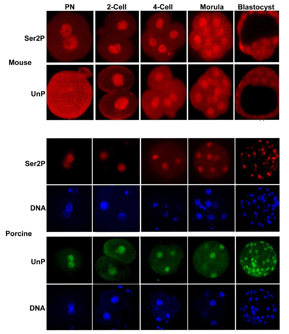 생쥐와 돼지 수정란에서 RNA polymerase II의 serine 2-phosphoryated CTD(Ser2P)와 unphophoryated CTD(UnP)의 분석