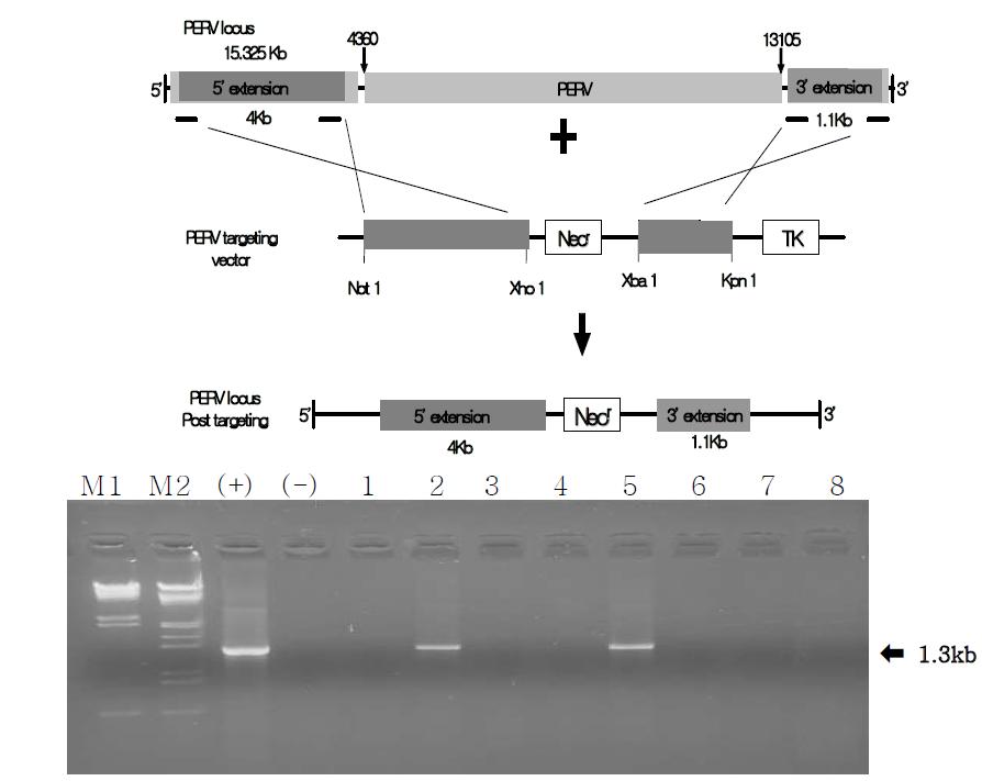 재래돼지에서 PERV locus에 gene targeting vector 구축 및 이를 이용한 체세포 유전자적중 후 DNA 분석 M 1: λHindIII marker, M2: λHindIII+EcoRI marker, (+): positive vector, (-): negative genomic DNA , 1-8 DNA s of colonies survived following G418 and gancyclovir double selection