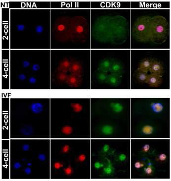 돼지 복제란(NT)과 수정란(IVF)에서 RNA polymerase II and CDK9의 발현