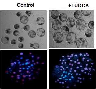 TUDCA 처리에 의한 돼지 수정란의 배발달 분석