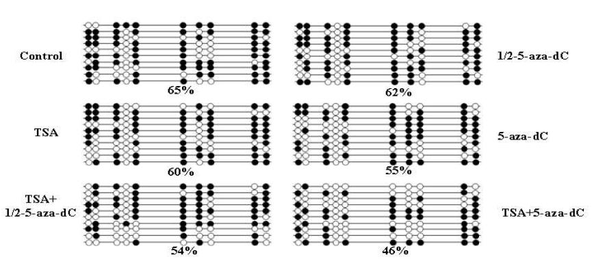 돼지 체세포를 서로 다른 비율의 TSA or 5-aza-dC로 처리 후 PRE-1 SINE region의 DNA methylation pattern 분석.