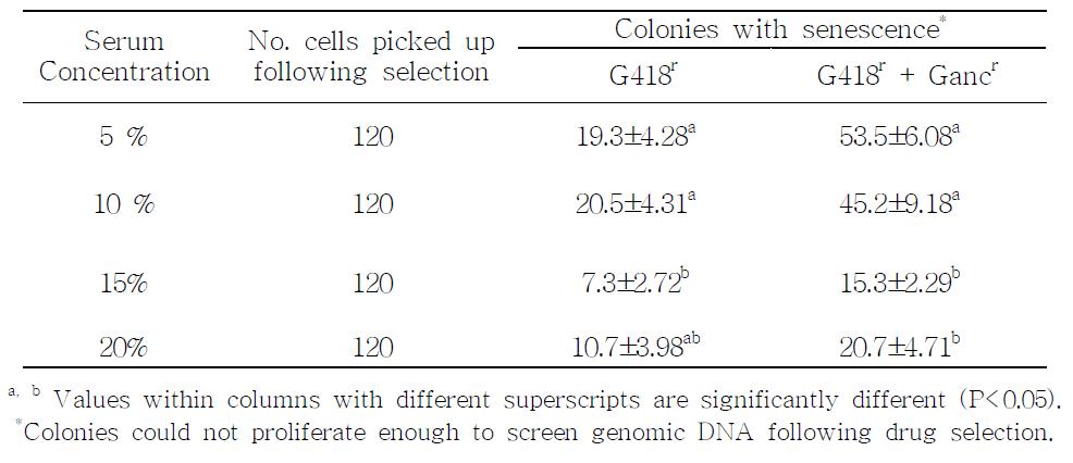 Colony growth of pig embryonic fibroblast cells with serum concentration following transfection with targeting vector and then drug selection