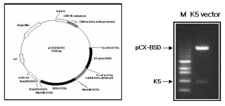 K5 vector construction & enzyme digestion of pCX-BSD-K5 vector