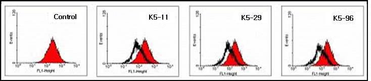 FACS analysis of K5 clonal cells.