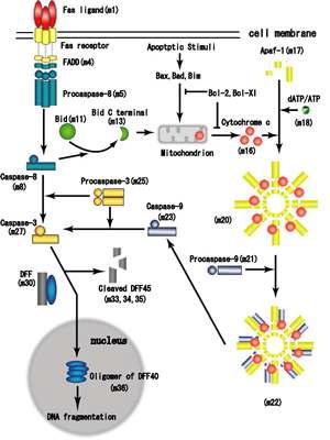 Schematic diagram identifying the major regulatory mechanisms of Fas receptor and Fas ligand expression and activation.