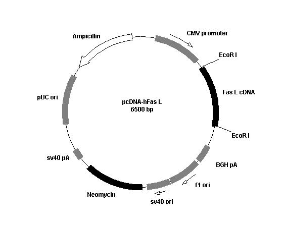 Transgenic construct for expressing the human Fas L gene.