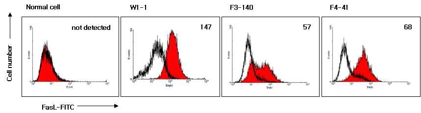 Overexpression of FasL (W1-1) or membrane-bound FasL (F3-140 and F4-41) in transgenic clonal cell lines. Mean fluorescence intensities of stained cells are expresse at the upper right of the histogram.