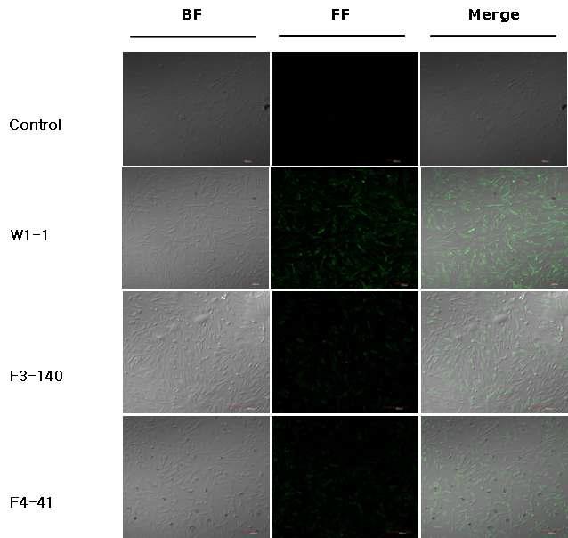 The identification of FasL expression on the clonal cell surface by confocal microscope.