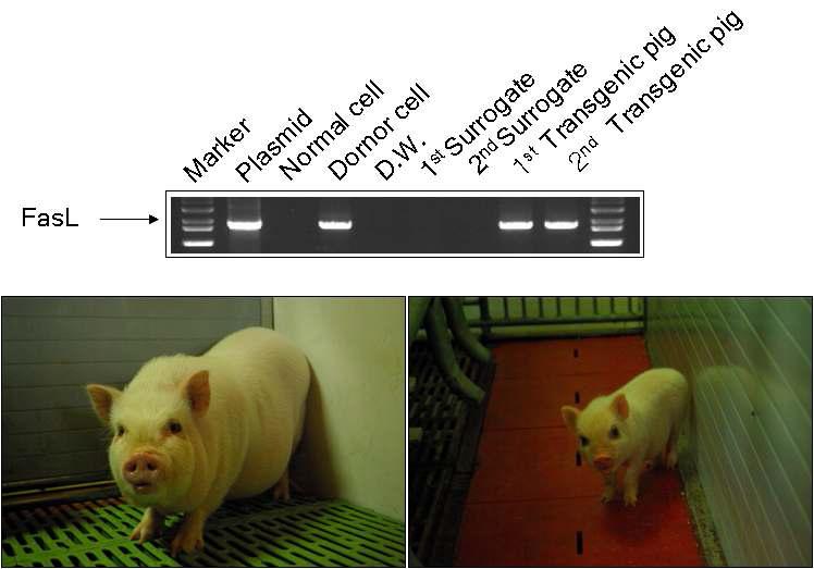 Production of transgenic cloned miniature piglets. Integrated mFasL gene was confirmed using specific primers by PCR.