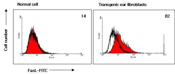 Flow cytometry on transgenic piglet