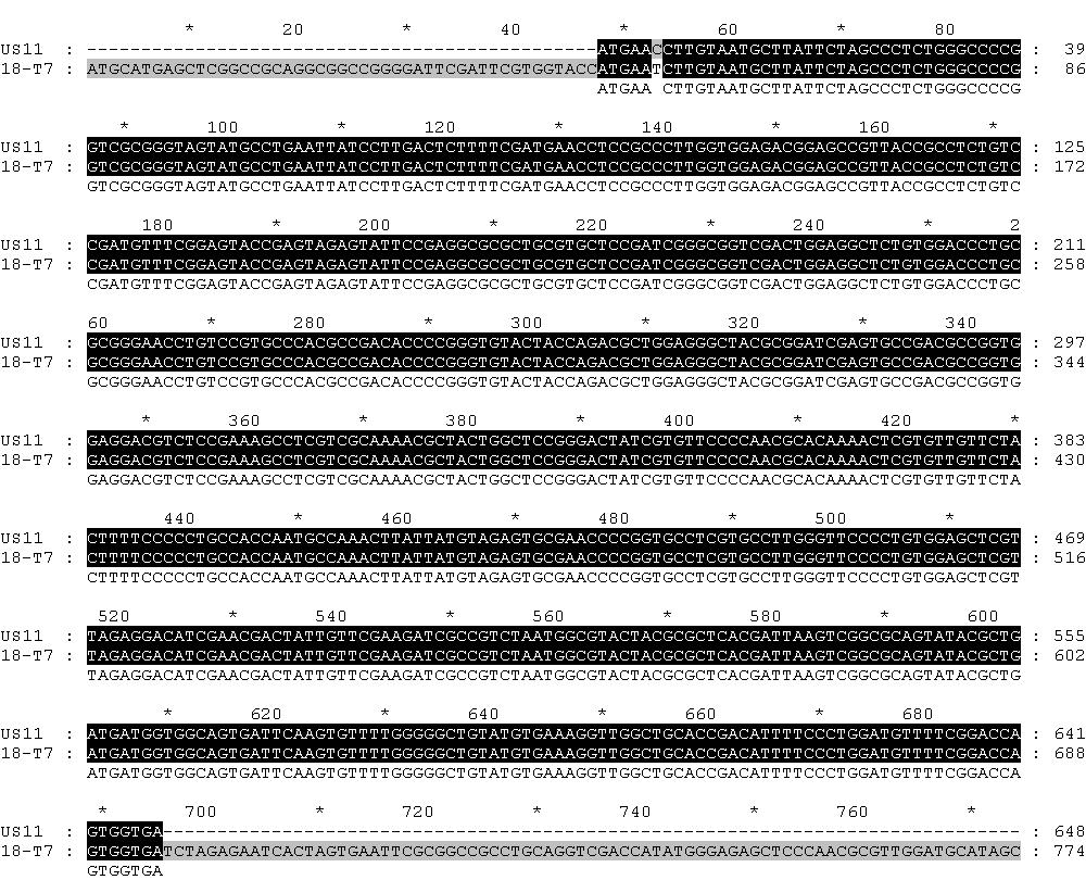 Sequence analysis of US11 gene by GenDoc system.