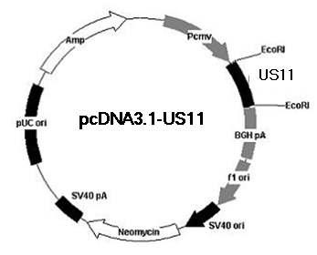 Expression vector construction of US11 gene using pcDNATM3.1/myc-His(-) B vector.