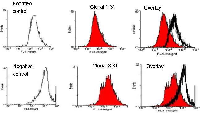 Flow Cytometry of positive US11 clonal cell line. PWG normal cell line (Negative control), Clonal cell line (1-31, 8-31) and Overlay.