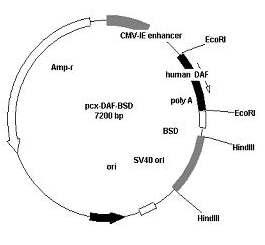 Expression vector construction of DAF gene using pCAGGS vector.