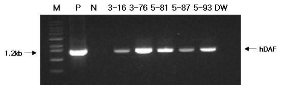 Result of colony PCR using hDAF gene specific primer. The PCR products (20ul) followed by electrophoresis on 1% agarose gel. lane M, DNA molecular weight (100bp) marker (bioneer. Ltd) P: pCX-DAF/BSD plasmid, N: Negative control, and selected colonies(3-16, 3-76, 5-81, 5-87, 5-93).