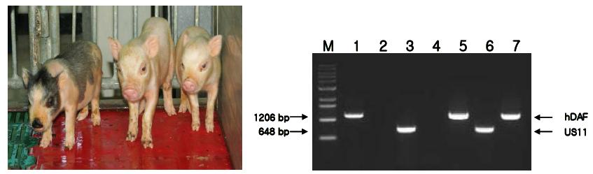 Production of transgenic cloned miniature piglets (Left). Integrated US11 and hDAF gene was confirmed using specific primers by PCR (Right). M; Marker, 1; DAF plasmid, 2; Normal minipig, 3; US11 plasmid, 4; D.W, 5, 7; hDAF transgenic piglets, 6; US11 transgenic piglet.