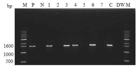 hDAF 돼지 산자 유전자 분석. M; 1kb DNA marker, P; hDAF 5-93 clonal cell genomic DNA, N; PWG 14-8 genomic DNA, 1～7; 10/26 출생 돼지 ear cell genomic DNA, C; 2010. 06.10 출생 211-3 hDAF 형질전환 돼지 genomic DNA.