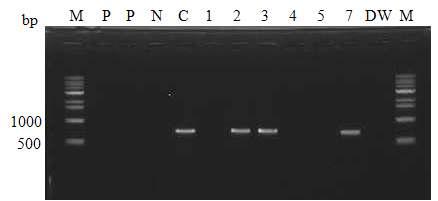 US11 돼지 산자 유전자 분석. M; 1kb DNA marker, P; US11 3-2, 3-17 clonal cell genomic DNA, N; PWG 14-8 genomic DNA, 1~7; 11/04 출생 돼지 탯줄 genomic DNA, C; 2010. 06.10 출생 211-2 US11 형질전환 돼지 genomic DNA.