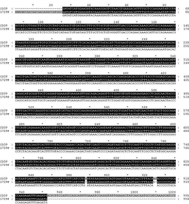 CD39 gene 의 sequencing 결과