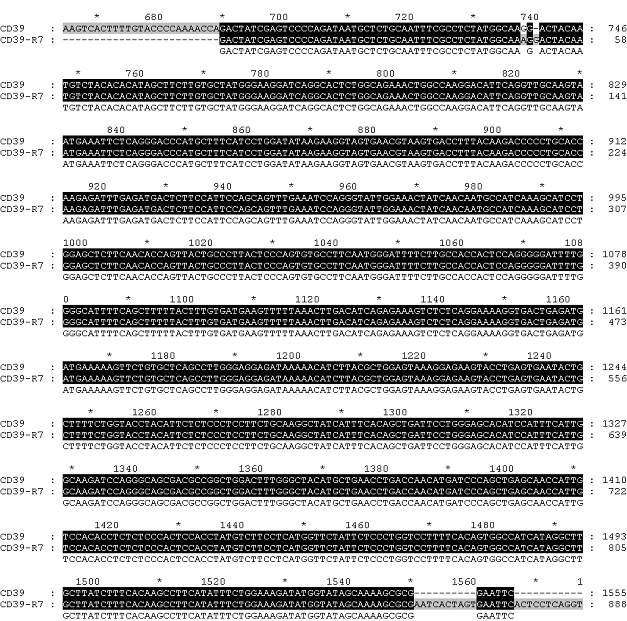 CD59 gene의 sequencing 결과