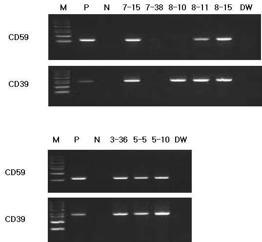 CD39/CD59 clonal cell line genomic DNA PCR