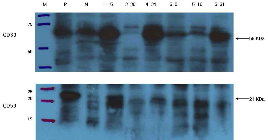 CD39/CD59 clonal cell line Western blot