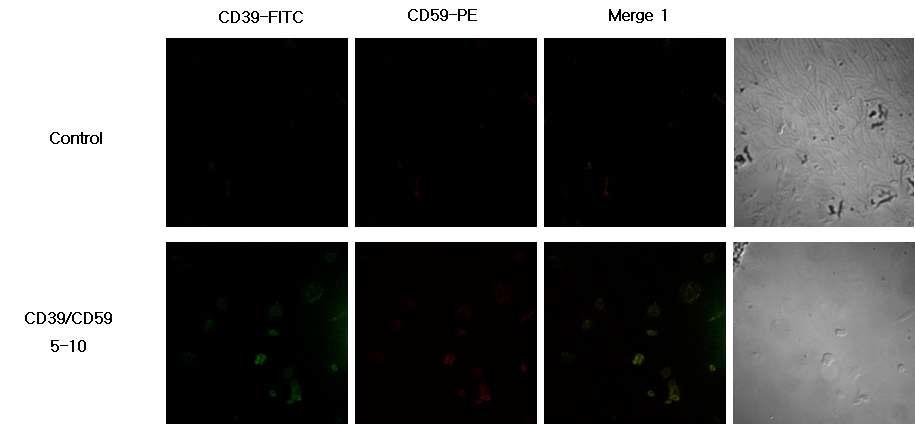 CD39/CD59 clonal cell line 5-10 ICC 결과