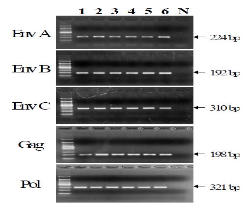 PCR results of Env-A, Env-B, Env-C, Gag and Pol of PERVs. Lane 1～5: chicago pigs; lane 6: Korean native pig; lane N: negative control.