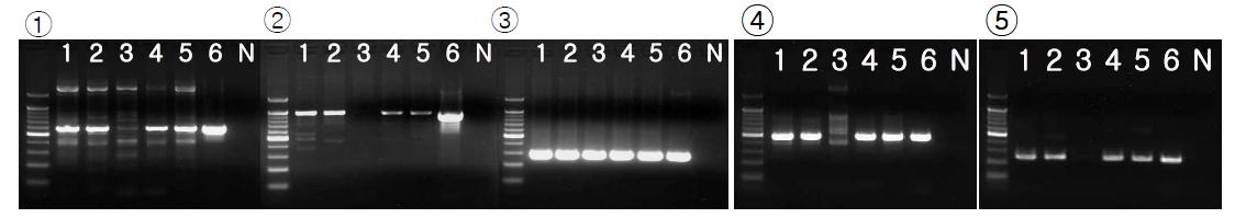 The PCR results for investigation of presence of KNP742H1 PERV location. Lane 1-5: Chicago pig; lane 6: positive control; lane N: negative control. Panel ① PCR result using primers of 5