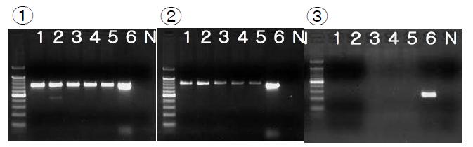 The PCR results for investigation of presence of KNP907F8 PERV location. Lane 1-5: Chicago pig; lane 6: positive control; lane N: negative control. Panel ① PCR result using primers of 5