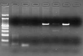 The PCR results for investigation of presence of KNP102H6 PERV location using primers of 5