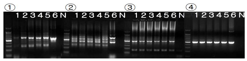 The PCR results for investigation of presence of KNP213B2 PERV location. Lane 1-5: chicago pig; lane 6: positive control; lane N: negative control. Panel ① PCR result using primers of 5