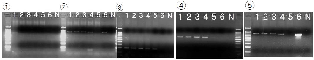 The PCR results for investigation of presence of KNP465D1 PERV location. Lane 1-5: Chicago pig; lane 6: positive control; lane N: negative control. Panel ① PCR result using primers of 5