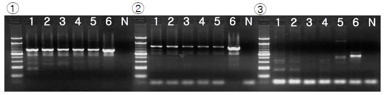 The PCR results for investigation of presence of KNP532D1 PERV location. Lane 1-5: Chicago pig; lane 6: positive control; lane N: negative control. Panel ① PCR result using primers of 5