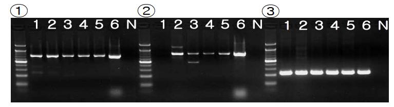 The PCR results for investigation of presence of KNP1155D9 PERV location. Lane 1-5: Chicago pig; lane 6: positive control; lane N: negative control. Panel ① PCR result using primers of 5