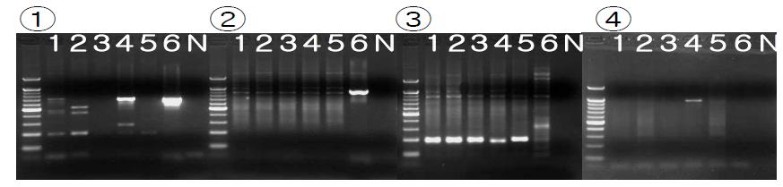 The PCR results for investigation of presence of KNP1347C1 PERV location. Lane 1-5: Chicago pig; lane 6: korean native pig; lane N: negative control. Panel ① PCR result using primers of 5