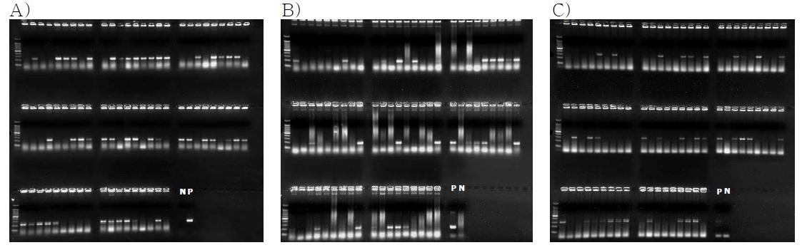 PCR analysis for identification of PERV clones using NIH pig BAC library. Panel A: PERV envelope A type; panel B: PERV envelope B type; panel C: PERV envelope C type. Lane N: negative control; lane P: positive control.