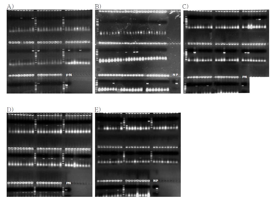 Screening of PERVs identified from chicago pig using NIH pig BAC library. Panel A: 742H1 clone; panel B: 907F8 clone; panel C: 465D1; panel D: 532G9; E:1347C1. Lane N: negative control; lane P: positive control.