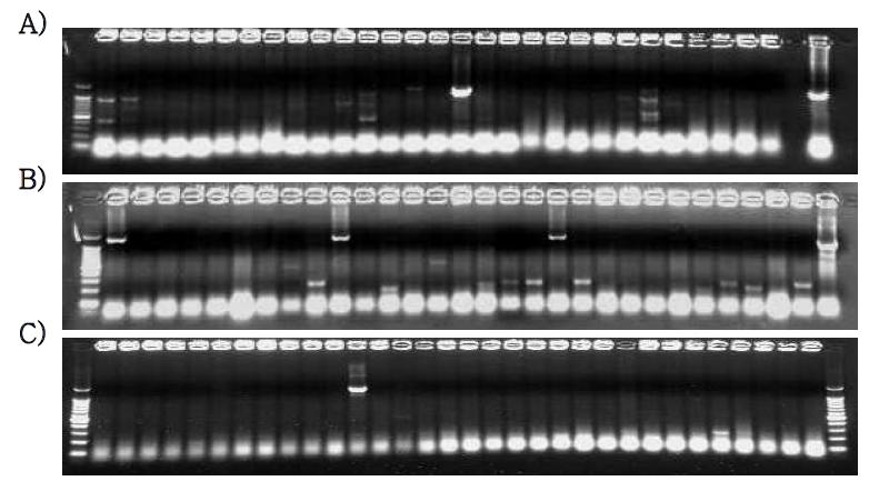 PCR screening results of KNP742H1 locus of PERV using 3