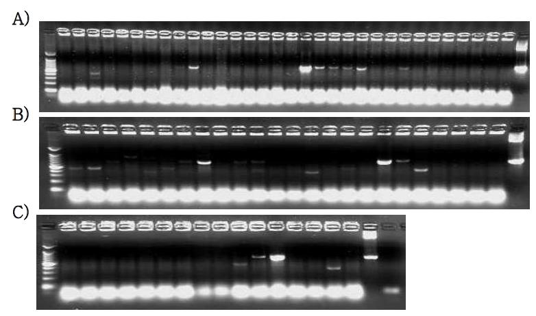 PCR screening results of KNP907F8 locus of PERV using 5