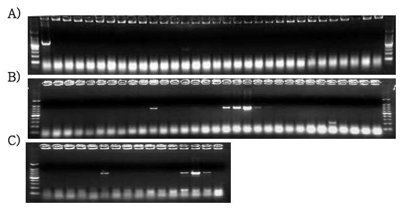 PCR screening results of KNP465D1 locus of PERV using 3