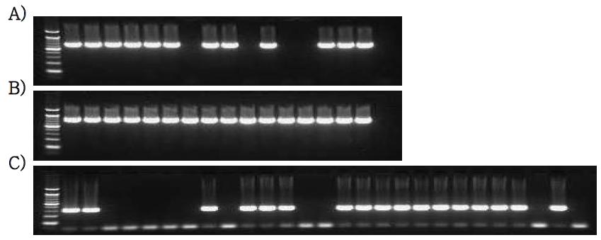 PCR analysis of PERV using positive BAC clone. panel A: PERV A type, B: PERV B type, C: PERV C type.