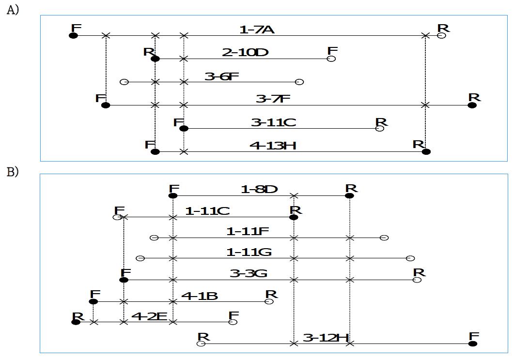 BAC contig maps of PERV-B clones using primers from BAC-end sequences.