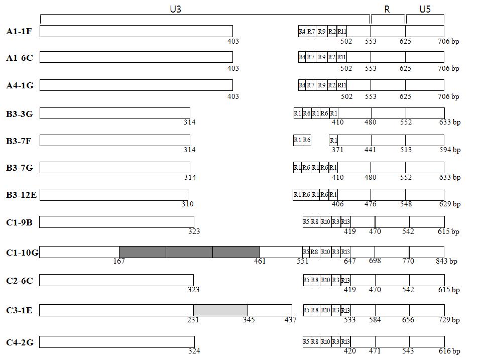 The organization and structure of LTRs of PERVs identified from BAC clones of NIH miniature pig.