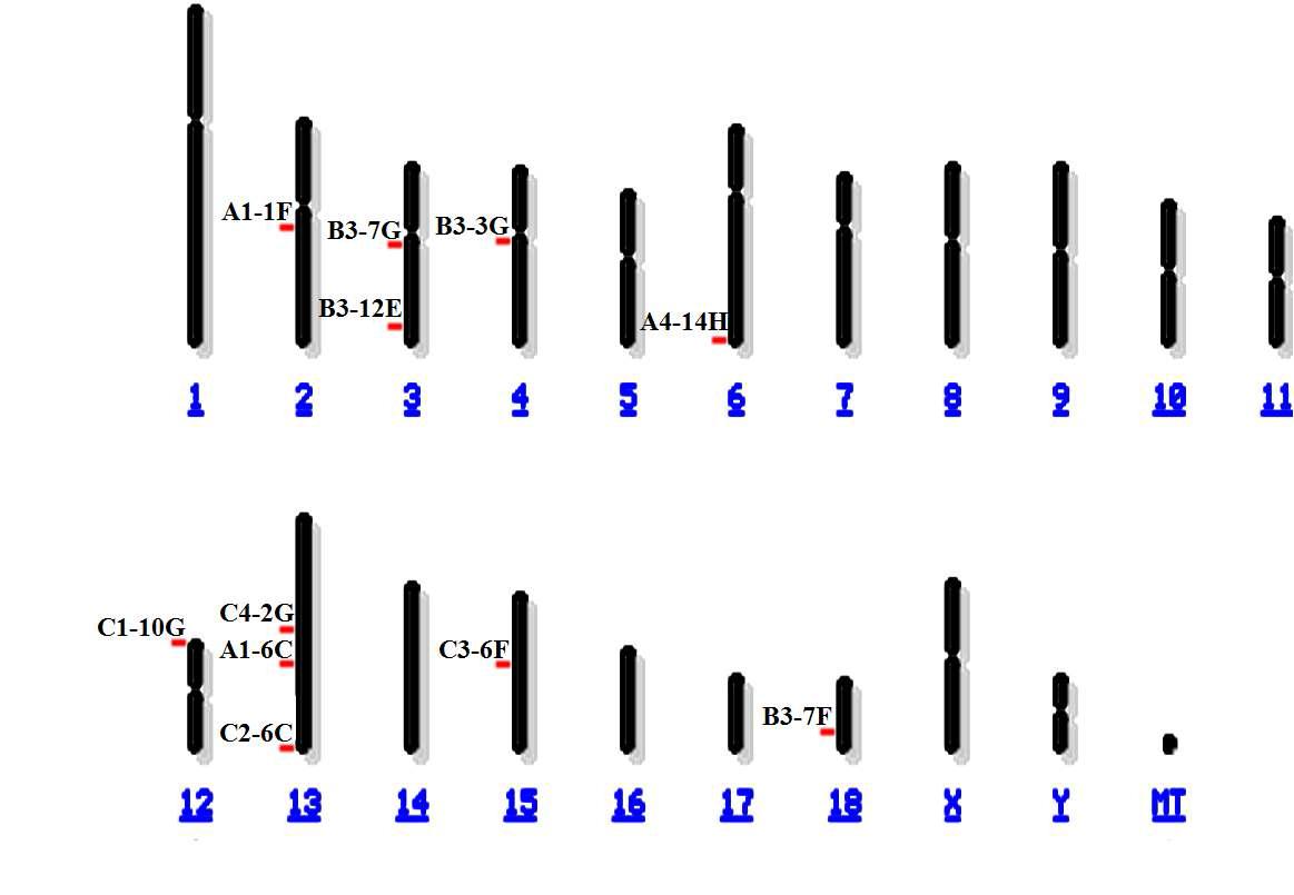 PERVs integration sites in NIH miniature pig identified by IMpRH panel were indicated with clone name on pig chromosome.