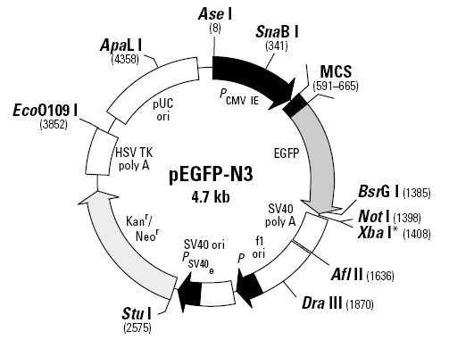 pEGFP-N3 vector 모식도.