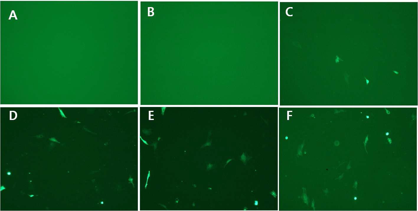 다양한 voltage에 따른 세포 증식 (A)과 GFP 발현 (B)의 차이를 확인. 현미경에서 세포를 관찰하여 그래프로 나타내었다.