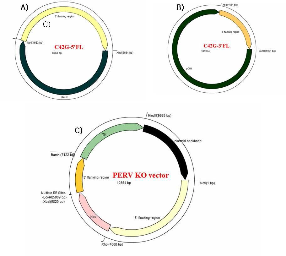 제작된 PERV Knock-vector의 모식도