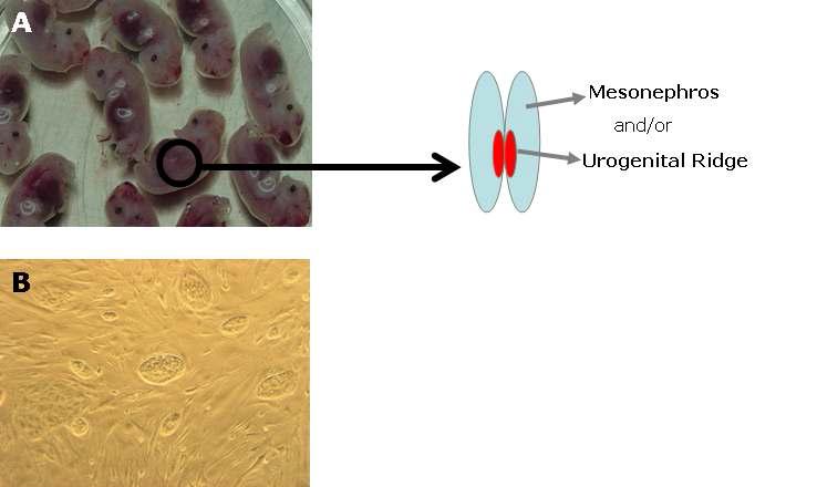 Isolation and culture of porcine embryonic germ cells from urogenital ridge of Day 25 fetus. A . Isolation porcine urogeital ridge of Day 25 fetus. B.Porcine embryonic germ cells with ES-like morphology from genitial ridge.