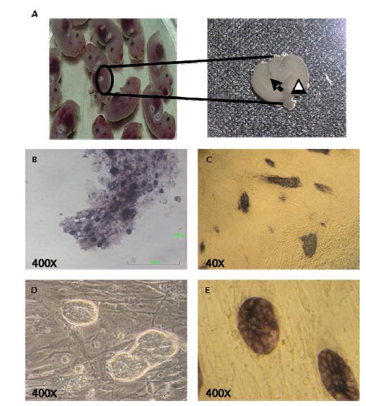 Isolation and culture of porcine mesonephric stem cells (PMSCs).